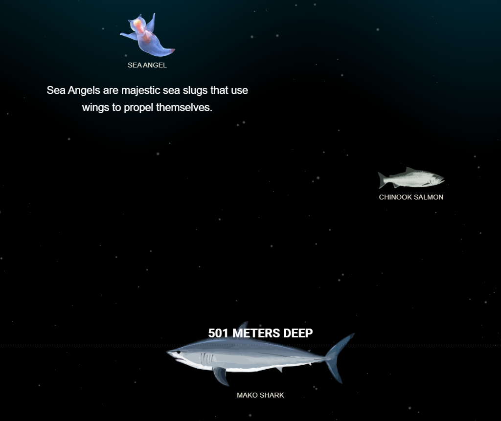 The Deep Sea